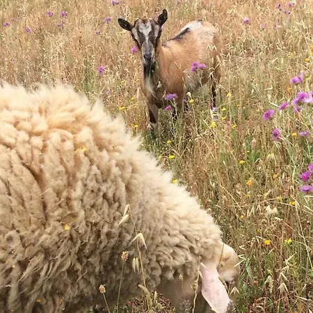 Nocini Di Maremma Agroturismo Tatti
