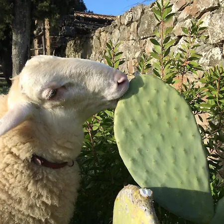 Agroturismo Nocini Di Maremma Tatti