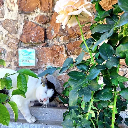 Nocini Di Maremma *